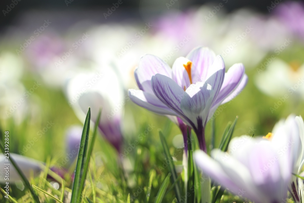 Close up crocus flower with sunlight, spring is in the air