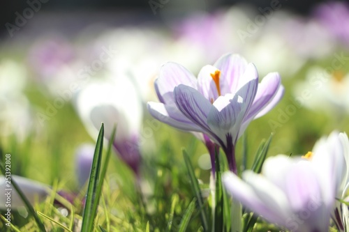 Close up crocus flower with sunlight, spring is in the air © Elize