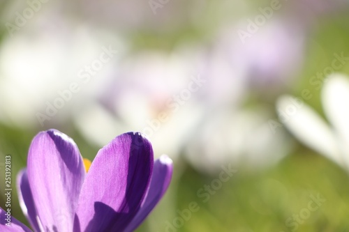 closeup of purple crocus with bokeh effect