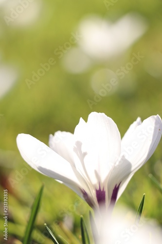 spring white flowers