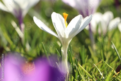 White crocus in spring