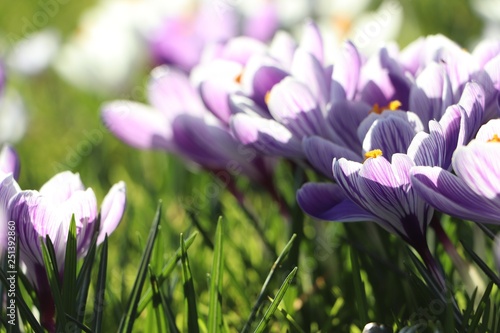 purple crocus in spring sunlight