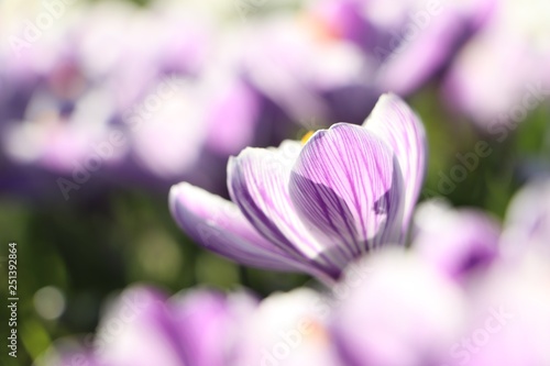 Close up of crocus in spring
