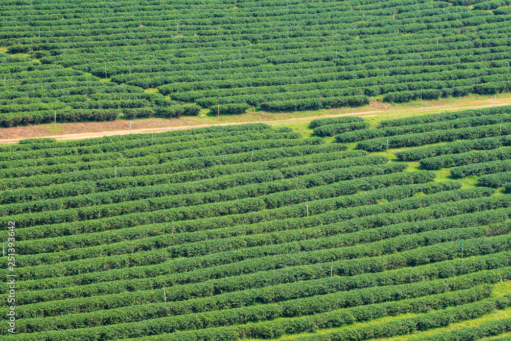tea plantation in the morning