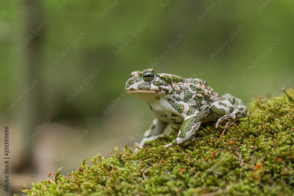 Green toad Bufotes viridis, also Pseudepidalea or Bufo in Czech Republic Green toad Bufotes viridis, also Pseudepidalea or Bufo in Czech Republic