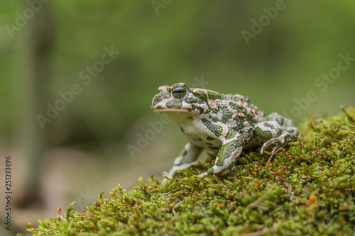 Green toad Bufotes viridis, also Pseudepidalea or Bufo in Czech Republic