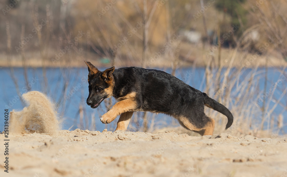 active puppy german shepherd