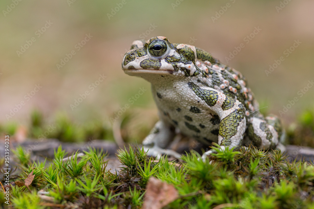 Green toad Bufotes viridis, also Pseudepidalea or Bufo in Czech Republic Green toad Bufotes viridis, also Pseudepidalea or Bufo in Czech Republic