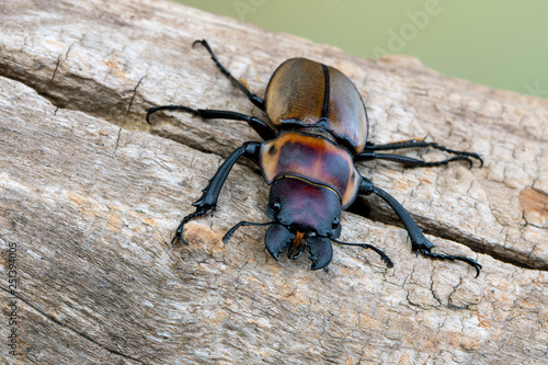 stag beetle - Odontolabis brookeana photo