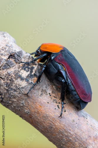 Flower chafer - Pachnoda thoracica photo