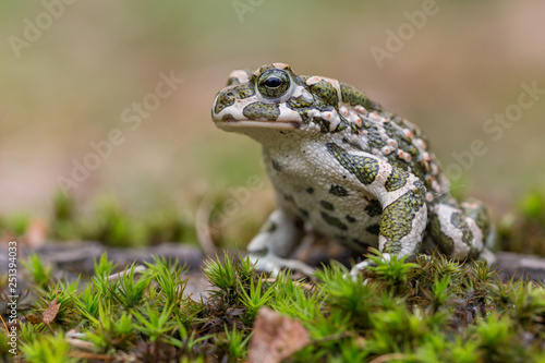 Green toad Bufotes viridis, also Pseudepidalea or Bufo in Czech Republic