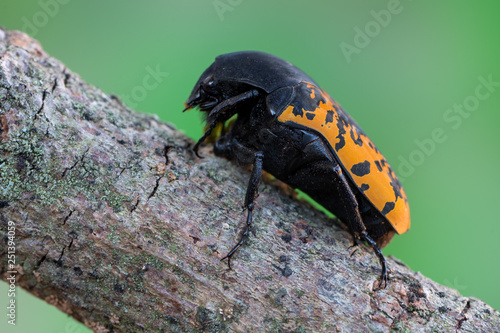 rose chafer - Gymnetis marmorea photo