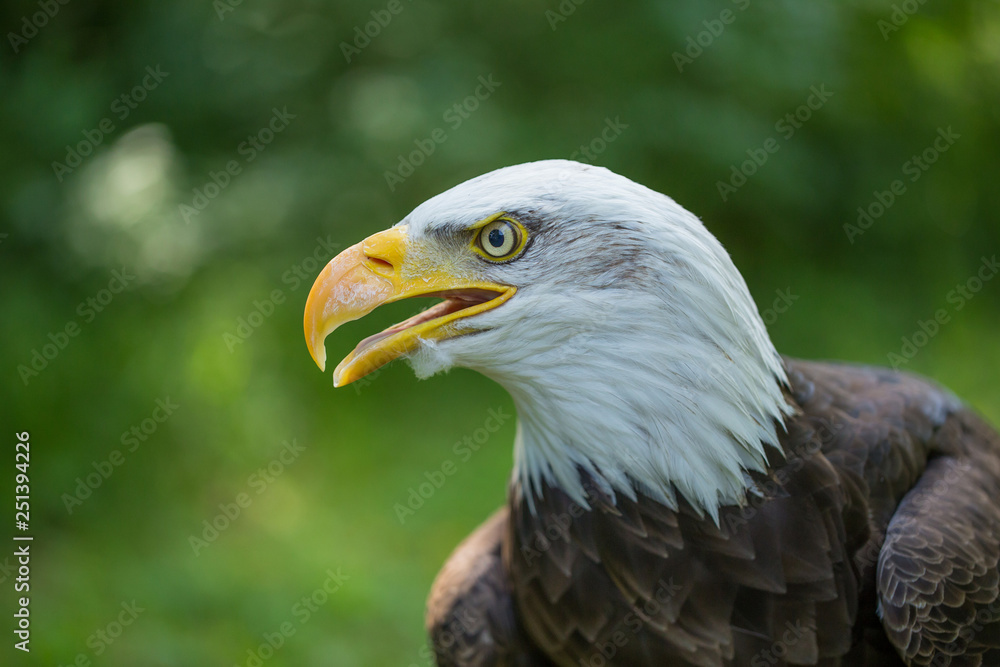 Bald Eagle Haliaeetus leucocephalus on a green background in human care. Bald Eagle Haliaeetus leucocephalus on a green background in human care.
