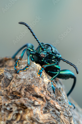 frog-legged beetle - Sagra sp. © Marek R. Swadzba