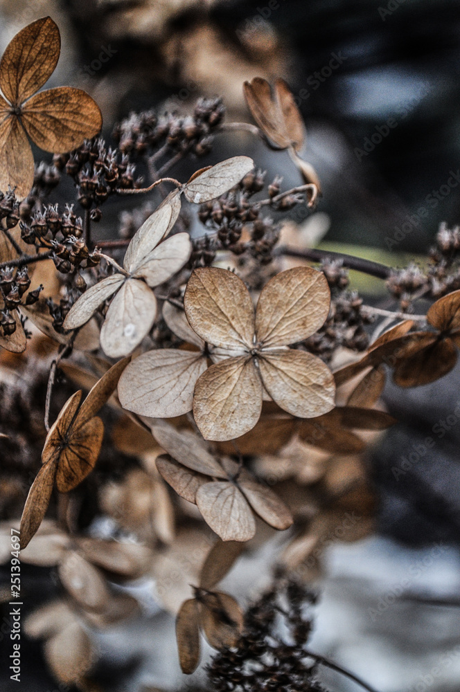 spring garden flowers 