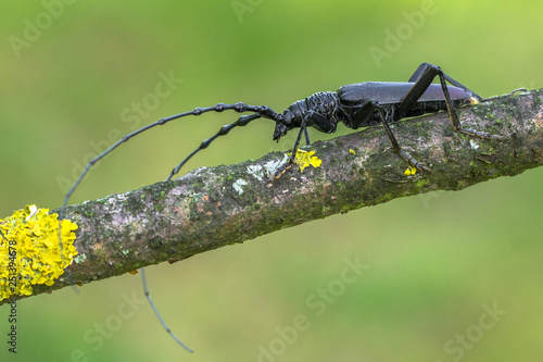 Longhorn beetle Cerambyx cerdo in Czech Republic
