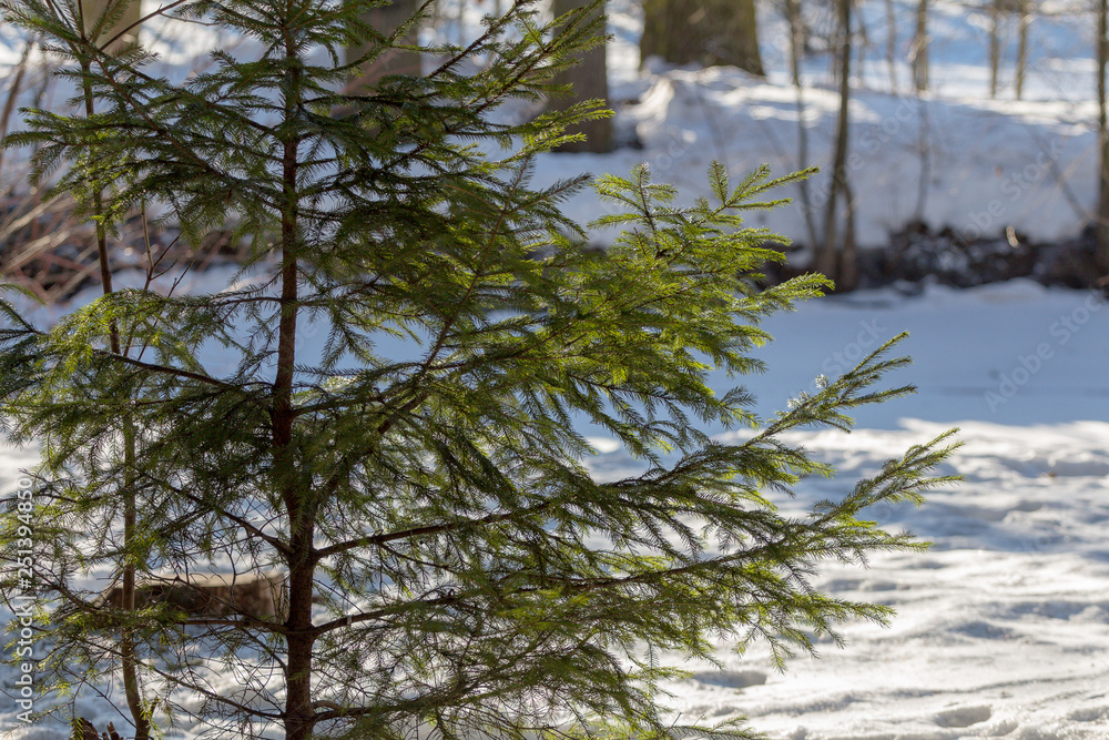 fluffy green tree in winter forest fluffy green tree in winter forest