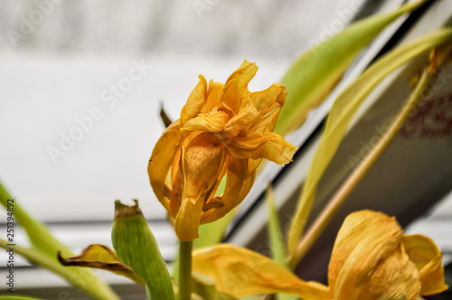 dry yellow spring flower tulip 