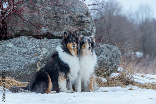 collie portrait