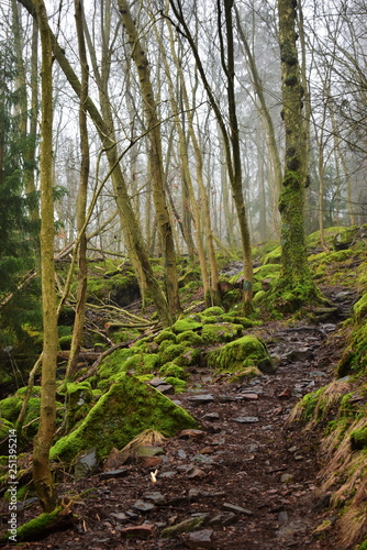 Pathwalk in the forest, slop with stones