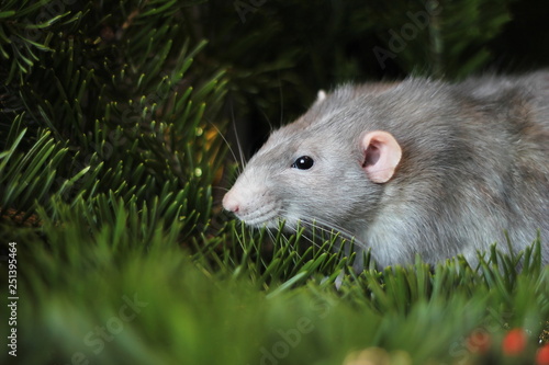 New year 2020. Grey domestic rat on a branch of a Christmas tree. Symbol of the new year 2020 in the Chinese calendar. New year and Christmas concept. © Yuliya