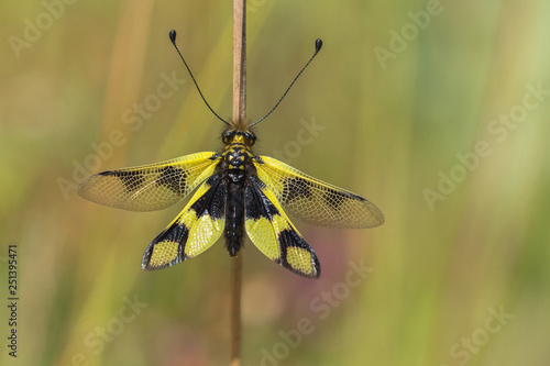 Beautiful Owlfly Libelloides macaronius in Czech Republic photo