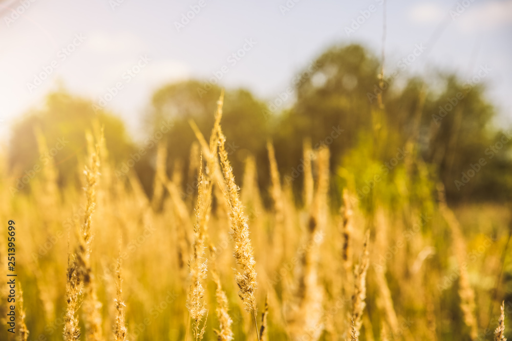 Dry spikelets of the high grass are growing in the autumn field. Herbs of wheat in the nature. Beautiful plants background.