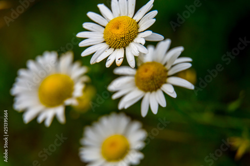 Daisies on background of green grass.