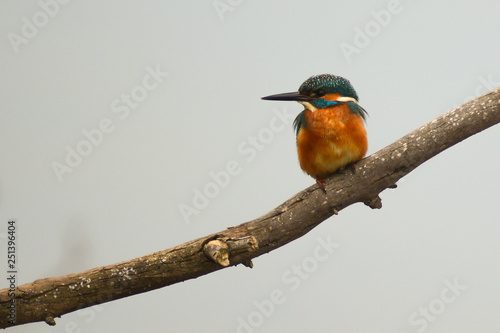 Fotografie martin pescatore (Alcedo atthis) su ramo con sfondo chiaro