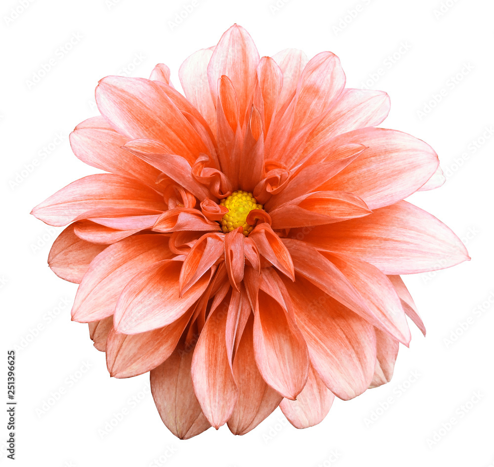 Orange dahlia. Flower on a white isolated background with clipping path. For design. Closeup. Nature. Orange dahlia. Flower on a white isolated background with clipping path. For design. Closeup. Nature.