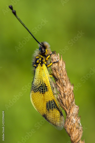 Beautiful Owlfly Libelloides macaronius in Czech Republic photo