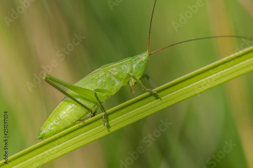 Nymf of Large Conehead Ruspolia nitidula in Czech reublic