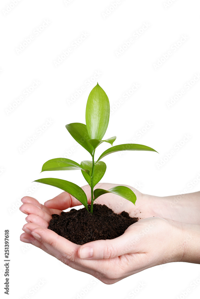 Female hands holding young plant on white background Female hands holding young plant on white background