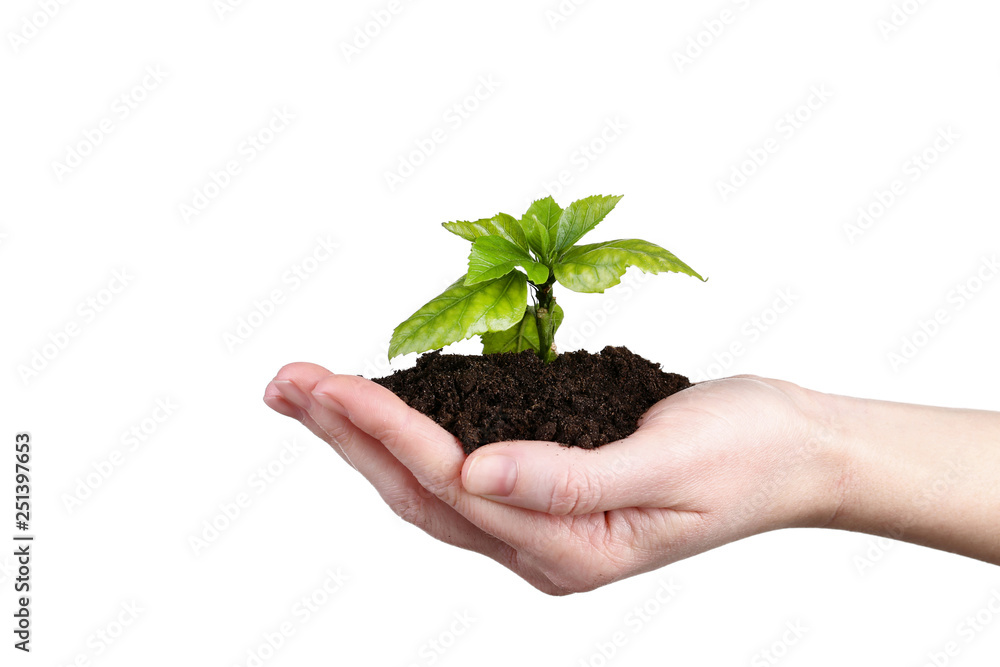 Female hand holding young plant on white background Female hand holding young plant on white background
