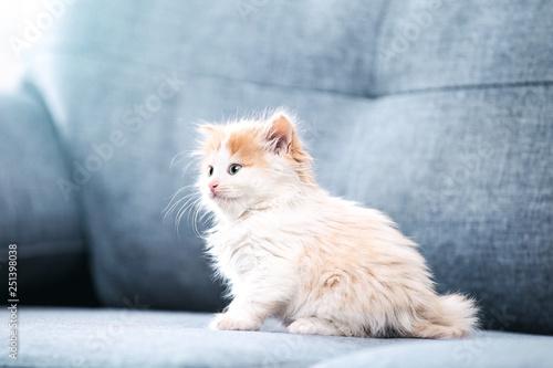 Cute kitten sitting on grey sofa