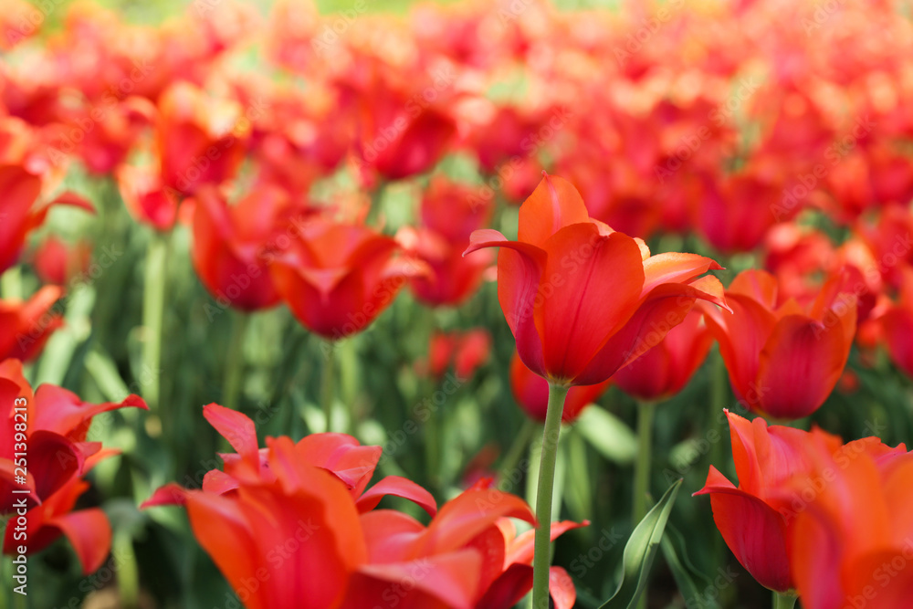 Obraz premium Fresh red tulip flowers in the garden