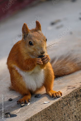 squirrel chews sunflower seeds