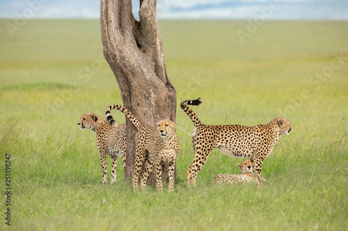 Cheetahs marks territory  photo