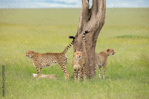 Cheetahs marks territory  photo