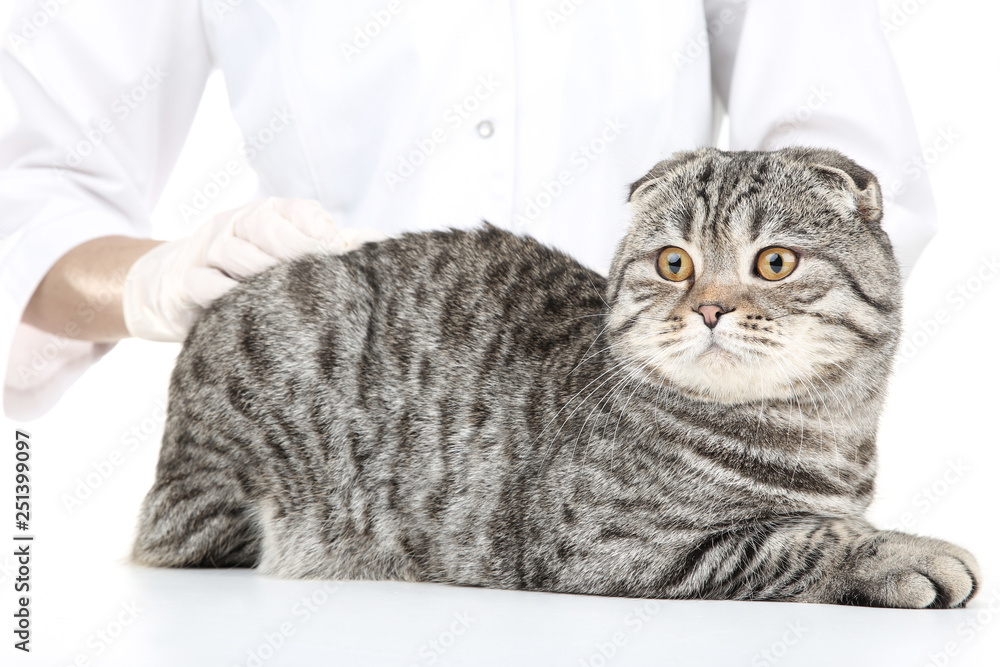 Veterinarian with beautiful grey cat