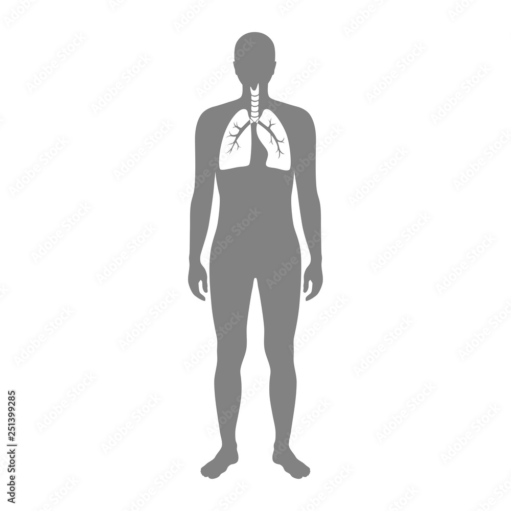 Vector isolated illustration of lung Vector isolated illustration of lung