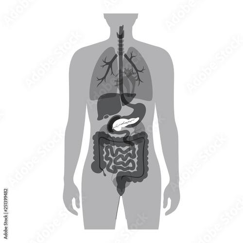 Vector isolated illustration of pancreas