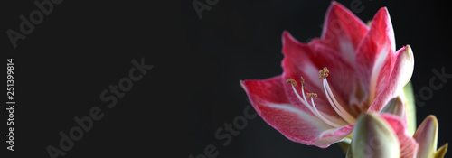 spring background with amaryllis