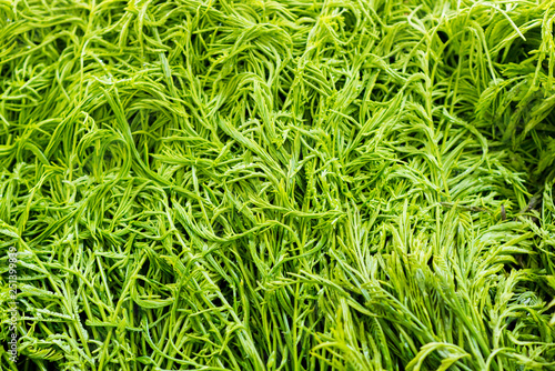 Close up fresh green vegetables.