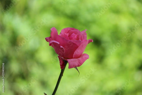 Beautiful rose with nature background. photo