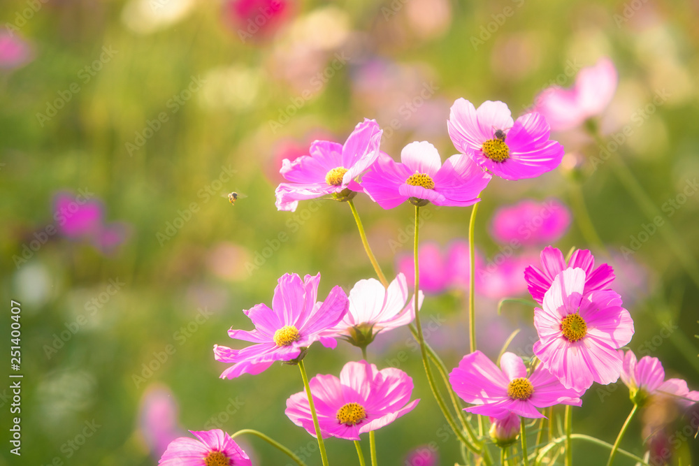 Beautiful pink flowers,Cosmos flowers in the morning,beautiful cosmos flowers blooming in the garden Beautiful pink flowers,Cosmos flowers in the morning,beautiful cosmos flowers blooming in the garden
