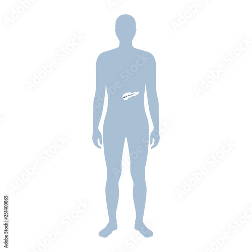 Vector isolated illustration of pancreas