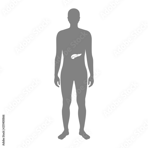 Vector isolated illustration of pancreas