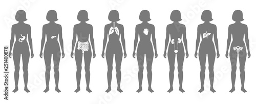 Human internal organs vector