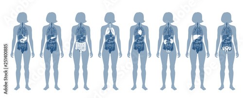 Human internal organs vector